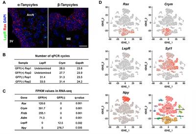 Tanycyte-Independent Control of Hypothalamic Leptin Signaling